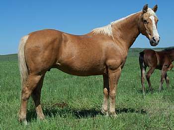 Tenino Page Girl<br>AQHA 2388546