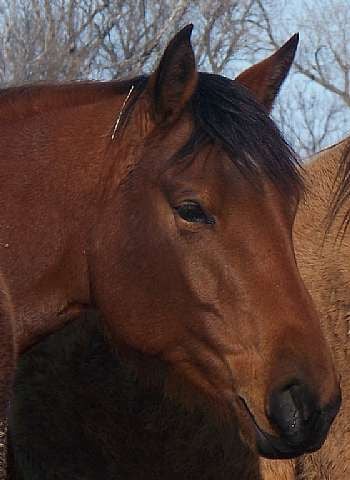 VG Docs Peppy Rose<br>AQHA 4558058