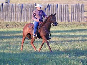 Peppy Riley Reed JW<br>AQHA 5363905