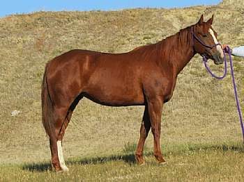 RNR Dualprescription<br>AQHA 5063907