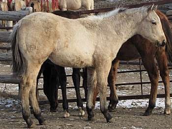 Paddys Gin Rodeo JW<br>AQHA 5299927