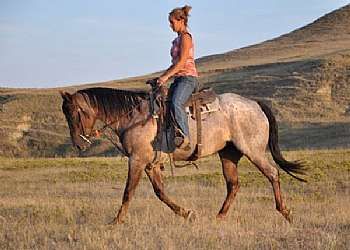 Peponita Roan Bar JW<br>AQHA 5084537
