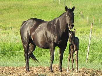 Little Sapa<br>AQHA 3837724