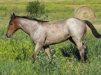 Paddys Gin Shasta JW<br>AQHA 5299925