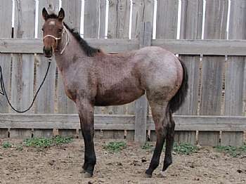 Paddys Gin Sierra JW<br>AQHA 5455736