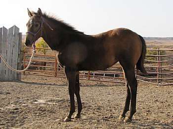 Swiss Miss Reed JW<br>AQHA 5454367