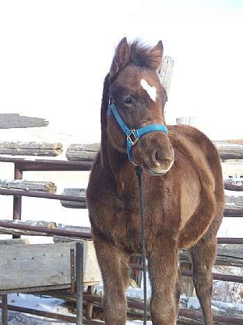 Bueno Tianna Reed JW<br>AQHA#5174167