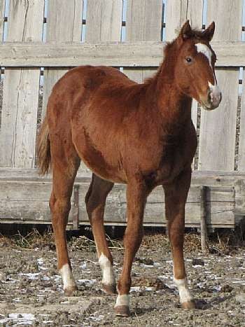 French Sugar Guy JW<br>AQHA 5299922