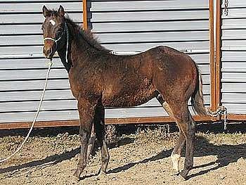 Paddys Gin Twist JW<br>AQHA 5538956