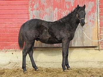 Bueno Kotoa Evans JW<br>AQHA 5454374