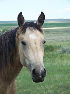 Mujer Lady Dial JW<br>AQHA 4857419