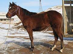 Pictured as a Yearling