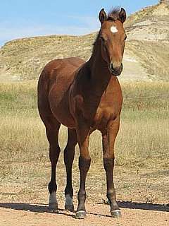 Paddys Gin Anakin JW<br>AQHA 5411540