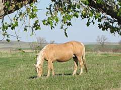 BP Princess Lace<br>AQHA 3317976
