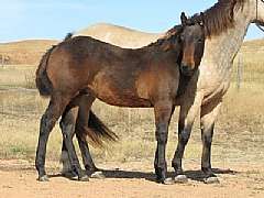 Paddys Gin Boba JW<br>AQHA 5431685