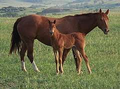 Pictured with 2008 Filly