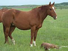 Docs Dolly Expert<br>Appendix AQHA X0595230