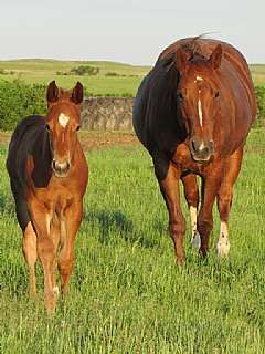 Docs Queen Rose<br>AQHA 4428625