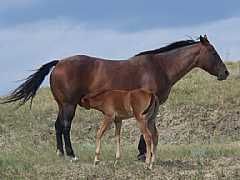 Fancy Roan Belle<br>AQHA 3426496