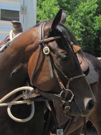 Pictured 2013 as 2 Year Old