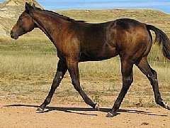 Pictured as a Weanling