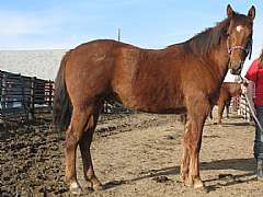 Peponita Docs Fly JW<br>AQHA X0674549