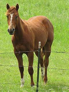 2010 Gelding