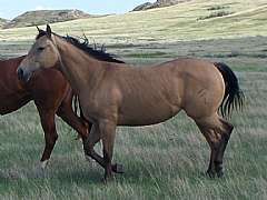 Mujer Johny Bar JW<br>AQHA 4857422