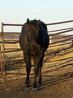 My Little Kitty<br>AQHA 2894154