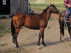 Paddys Gin Laredo JW<br>AQHA 5299750
