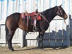 Mujer Lily Dancer JW<br>AQHA 4857421