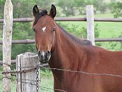 Pictured in 2010 as a yearling