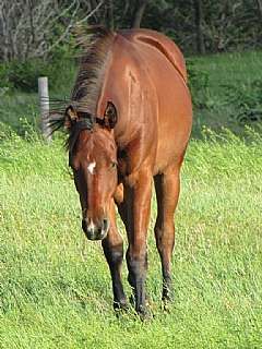Pictured in 2010 as a yearling