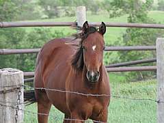 Pictured in 2010 as a yearling
