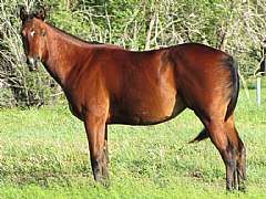 Pictured in 2010 as a yearling
