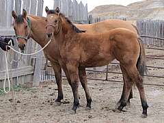 Pictured with her 2012 filly