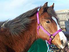 Docs Racer Reed JW<br>AQHA X0682998
