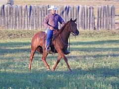 Peppy Riley Reed JW<br>AQHA 5363905