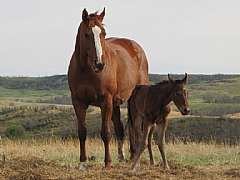 Pictured with her 2012 filly.