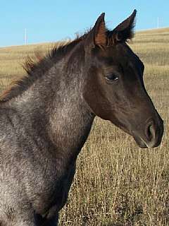 Pictured as a weanling