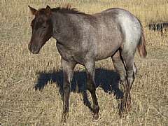 Pictured as a weanling