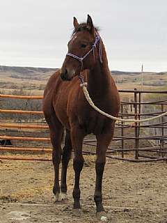 Paddys Gin Triple JW<br>AQHA 5454683