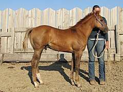 Tsunami Reed JW<br>AQHA 5454368