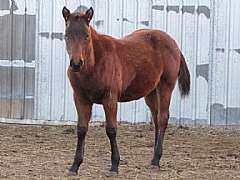 Zanzibar Reed JW<br>AQHA 5299760